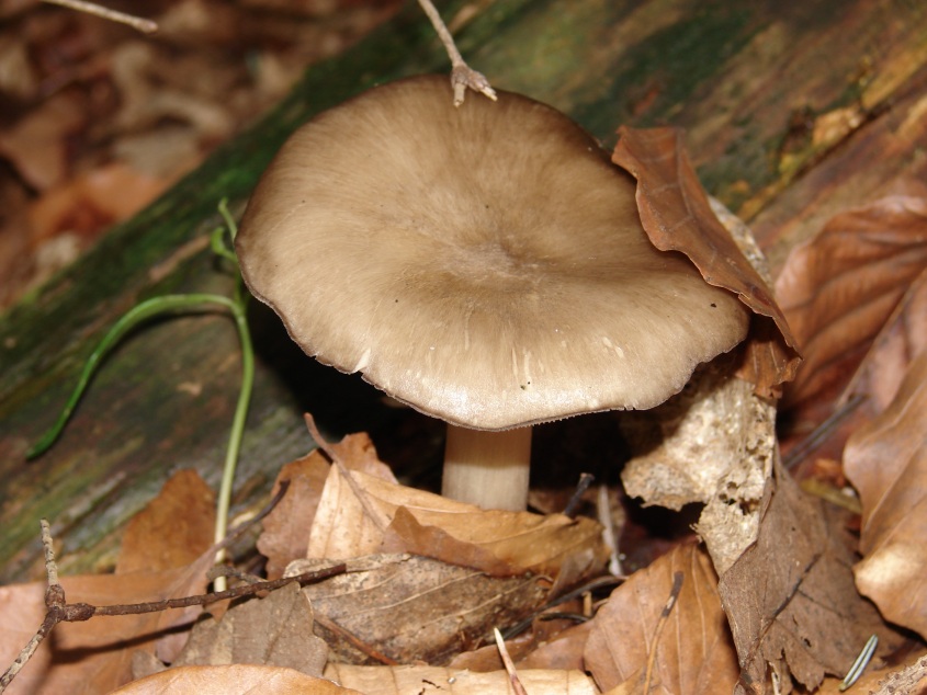 Tricholoma ??